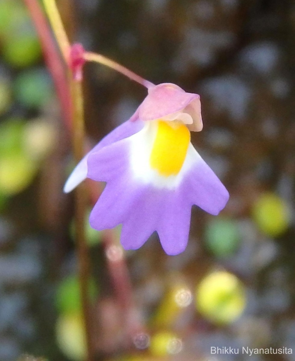 Utricularia striatula Sm.